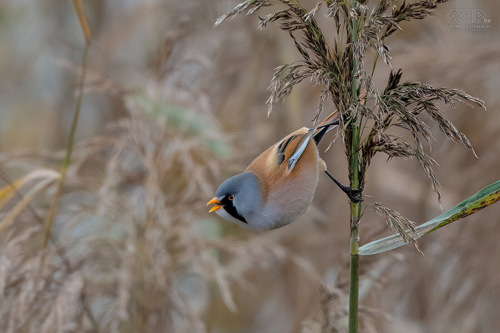 Bearded readling The bearded reedling can only be found in reed fields, they are quite social and are usually seen in groups of up to several dozen birds. The adult male has characteristic black 'moustache'. Stefan Cruysberghs